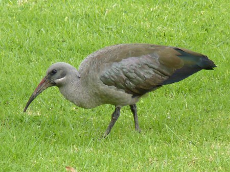 hadeda ibis