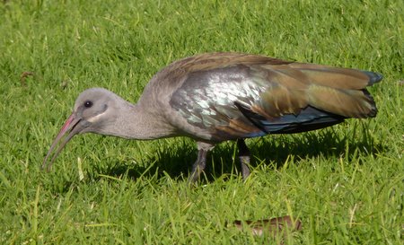 hadeda ibis