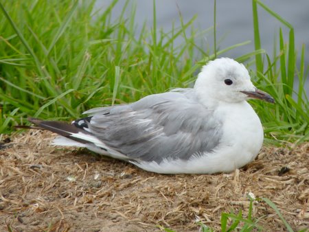 hartlaub's gull