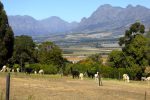 a beautiful setting for an alpaca farrm, near Paarl, Western Cape