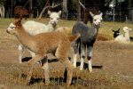 crias (baby alpacas) are so cute on their long wobbly legs!