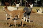 crias (baby alpacas) are so cute on their long wobbly legs!