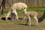 alpaca family