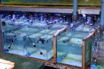 quarantine area for rescued juvenile turtles