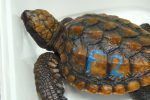a rescued loggerhead turtle hatchling