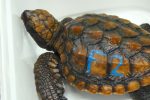 a rescued loggerhead turtle hatchling