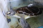 Bob the rescued green sea turtle