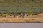 plains zebra