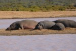 snoozing hippos