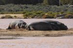 snoozing hippos