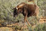 black wildebeest