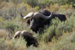 cape buffalo