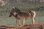 plains zebra