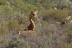 giraffe (and bonus points for spotting the blue wildebeest)