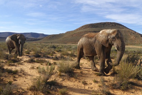 African Elephants on safari