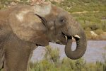 african elephant