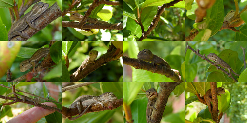 baby chameleons