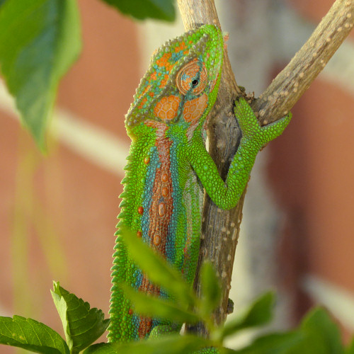 baby chameleons