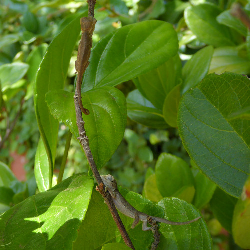 baby chameleons