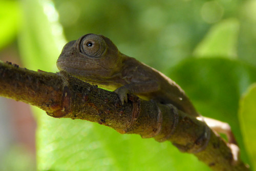 baby chameleons