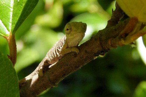 baby chameleons