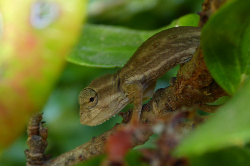 baby chameleons