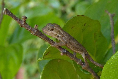 baby chameleons