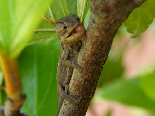 baby chameleons