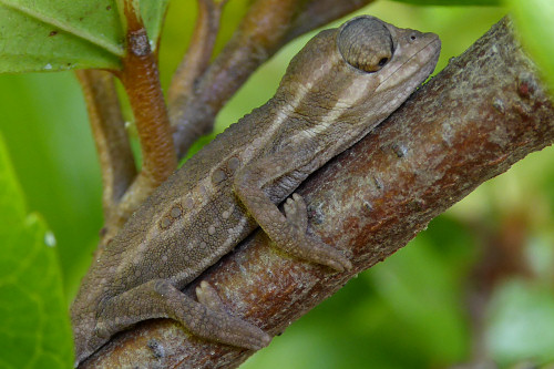 baby chameleons