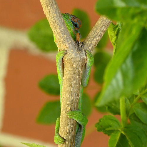 baby chameleons