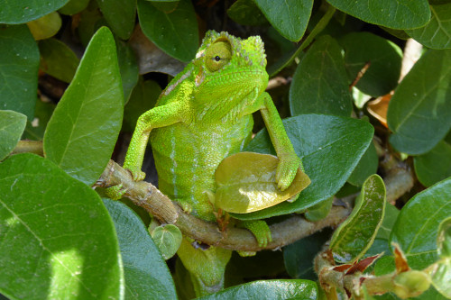 baby chameleons