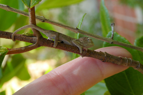 baby chameleons