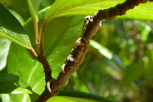 baby chameleons