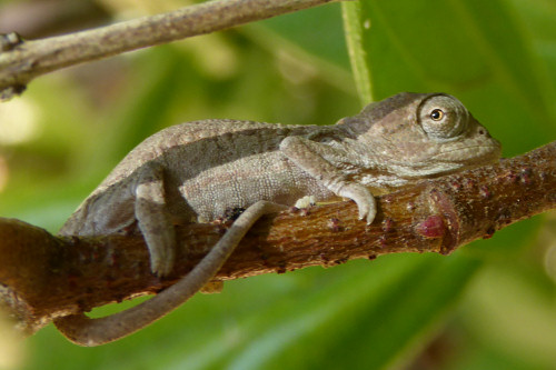 baby chameleons