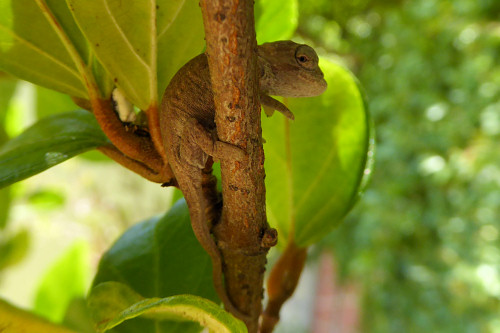 baby chameleons