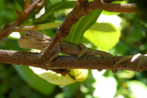 baby chameleons