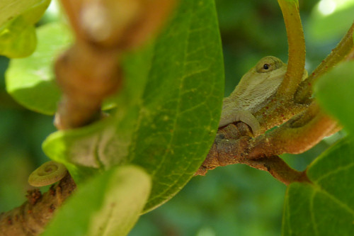 baby chameleons