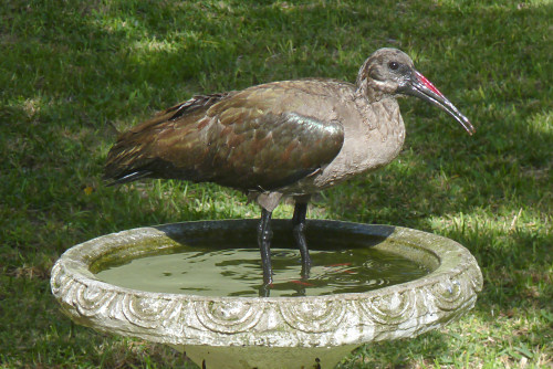 birdbath_hadeda