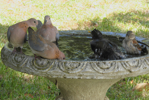 birdbath_mixed