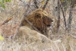 A Lion relaxing after a meal of buffalo.