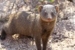 Dwarf Mongoose - another friendly, inquisitive animal!