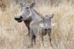 Mama and baby Warthog posing for the camera - look at that smile!