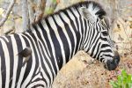 Zebra tolerating its resident flock of Oxpeckers.