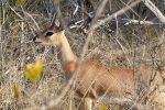 Small antelope like this Steenbok are very cute.