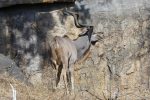 Apparently the Kudu's horns complete an extra spiral every two years