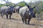 So lovely to come across a troop of endangered White Rhino.