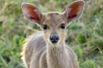 This adorable baby Bushbuck was so inquisitive, he walked right up to me!