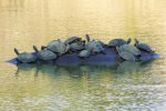 Terrapins clustered on a rock in a watering hole.