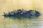 Terrapins clustered on a rock in a watering hole.