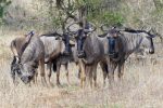 Blue Wildebeest.